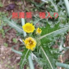 採りたて★農薬不使用ゲシ　人が食べれる山菜　花　茎　葉　カメ　爬虫類　肥料不使用のサムネイル