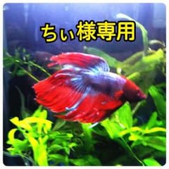 ちぃ様専用のサムネイル