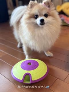 Nina Ottosson 犬用知育玩具 パズルトイ レベル2のサムネイル