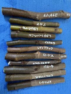 いちじく　穂木セット　11品種　11本のサムネイル
