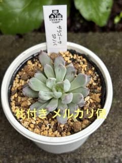 優木園さん ザラゴーサSPノバ 子株付き メルカリ便 札付き・抜き苗 超希少 優木園さん苗 ザラゴーサSPノバ 子株付き 札付き 多肉植物