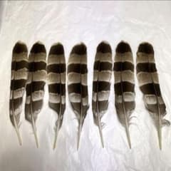 ハンドメイド　リメイク　飾り　インテリア　弓道　羽　替え羽　猛禽類　鷹の羽根 m83284220985_1.jpg?1719126279