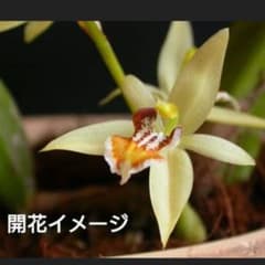 安い洋ラン セロジネ原種の通販商品を比較 | ショッピング情報のオーク