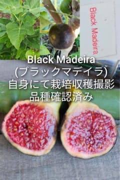 Black Madeira(ブラックマデイラ) イチジクの苗 - メルカリ