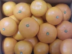 箱込2kg程度　温州蜜柑　宮川早生　愛知県産のサムネイル