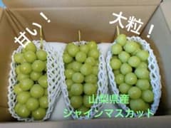 シャインマスカット 3房　1.5kg以上　収穫後即日発送のサムネイル