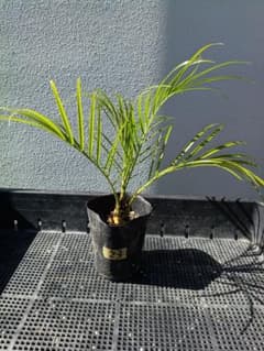 【沖縄産】フェニックスロベレニー23 観葉植物　ヤシ　ドライガーデンのサムネイル