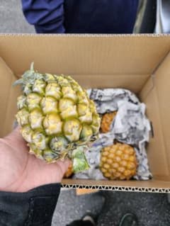 スナックパイン　訳あり　５ｋｇのサムネイル