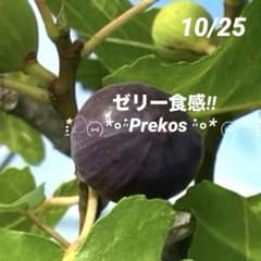 ④*:ஐゼリー質な果肉にジャムの様な激甘種！*:ஐイチジク・苗木【プレコス】３号