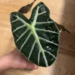 アロカシア⭐︎ハートバルーン③のサムネイル