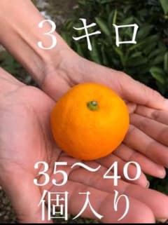 和歌山県産　無農薬　みかん　ミカン　完熟のサムネイル