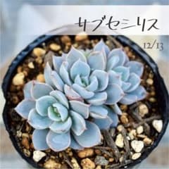 多肉植物【サブセシリス】エケベリア ポットごと or 抜き苗 6㎝ポット