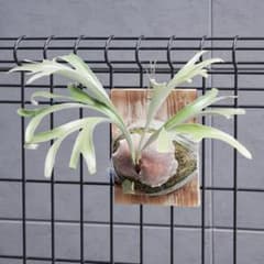 P.alcicorne 'compact' ビカクシダ子株 OC ︎︎︎︎☑︎P.alcicorne Madagascar Dwarf OC ビカクシダ - メルカリ