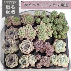 多肉植物 プラグ苗セット 寄せ植え エケベリア｜PG-set008 - メルカリ