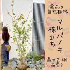 逸品。自然樹形 マルバノキ株立ち2.4M(鉢底から)品番D - メルカリ