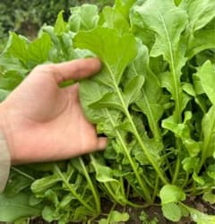 ルッコラ　農薬不使用のサムネイル