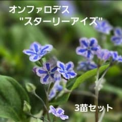 オンファロデス スターリーアイズ 3苗 オンファロデス 『スターリーアイズ』 | すべての商品 | | Junk sweet
