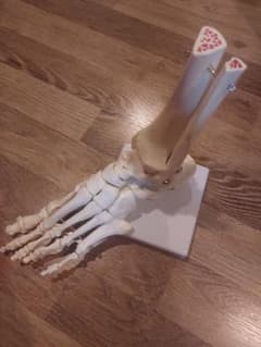 足関節　模型　骨のサムネイル