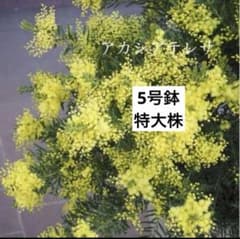 アカシア《テレサ》5号鉢 ラベル付き 【化粧品籠ついてます】 - メルカリ