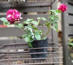 薔薇の挿し木苗のサムネイル