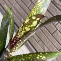 ブロメリア・エアープランツ Billbergia Talbot Wait a White Billbergia Talbot Wait a White - メルカリ