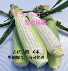 ホワイトコーン『雪の妖精』朝採り　小ぶりお試しサイズ　6本のサムネイル