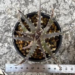 m83454307740_1.jpg?1775439757