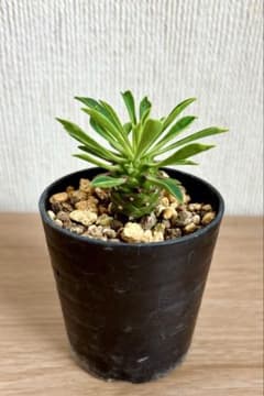 蘇鉄麒麟(ソテツキリン)パイナップルコーン　多肉植物ユーフォルビア　根付き抜き苗のサムネイル