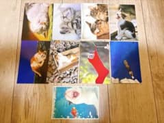 猫 写真 ポストカード 9枚セットのサムネイル