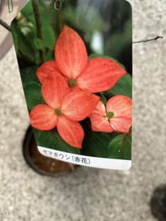 ヤマボウシ，赤花苗木，ポットごと宅急便 - メルカリ