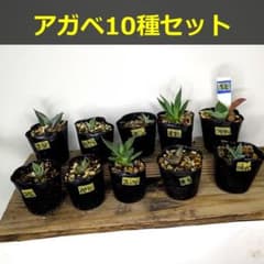 アガベ 10種セット アソートセット 実生 子株 10品種 10株 AS52 - メルカリ