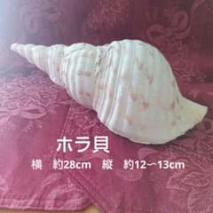 大型 法螺貝 ホラ貝 貝殻 オブジェ インテリア 置物 飾り - メルカリ