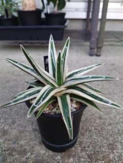 大株　アガベ　氷山　美株　メルカリ便　White Rhino② 大株 アガベ 氷山 Agave Victoriae-Reginae 斑入り - メルカリ