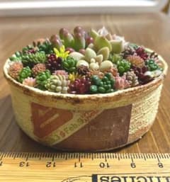このまま発送 アイボリーリメ缶 多肉植物寄せ植えのサムネイル