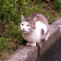 ちび様専用のサムネイル
