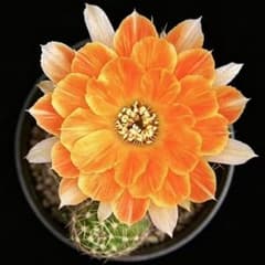 夢の月 超希少新品種花サボテン 白檀 群開花複色咲 - メルカリ