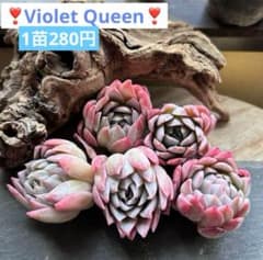 在庫5❣️ バイオレットクイーン❣️カット ランダム エケベリア 寄せ
