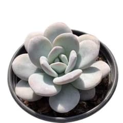 PM75 美苗ラウイ 多肉植物 エケベリア 韓国苗超美苗 大苗大株 - メルカリ