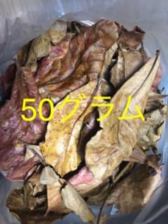マジックリーフ モモタマナ沖縄県産 ラスト1つのサムネイル