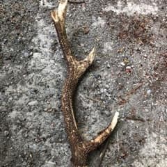 鹿の角 骨のサムネイル