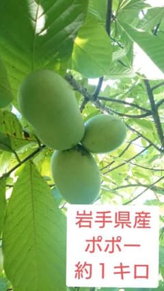 ポポー  約1キロのサムネイル