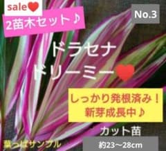 No.2【3本セット♪】ドラセナ ドリーミー♥️高さ約50cm No.3【sale♥️2苗木セット♪】ドラセナドリーミー♥️ - メルカリ