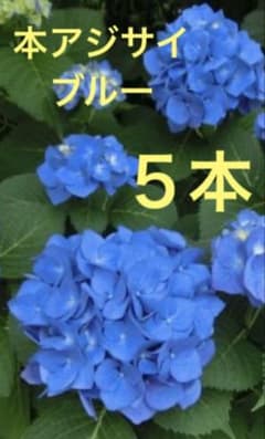 本紫陽花 挿し穂 5本 ブルー 枝 - メルカリ