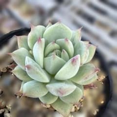 多肉植物　ジャがローズ　抜き苗のサムネイル
