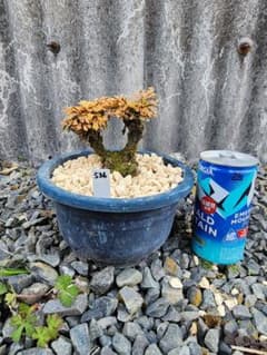 送料無料】15年物 岩松 イワヒバ 岩ヒバ 盆栽 山野草 高山植物 536