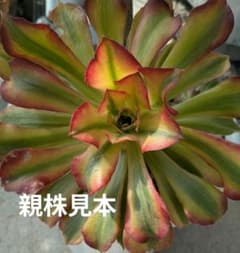 アエオニウム 皺葉仙墨 - メルカリ