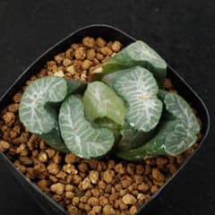ハオルチア　花菱万象　多肉植物260613のサムネイル