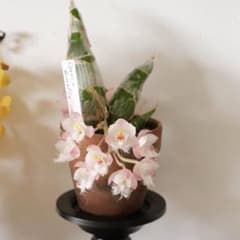 クロウェシア　クロウエシア　クイーンエリー クロウェシア クロウエシア クイーンエリー - メルカリ