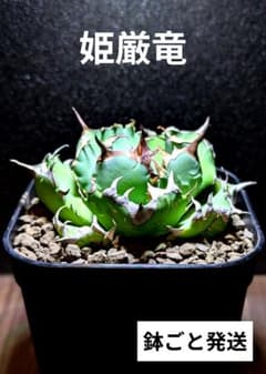写真現品｜厳選極上株】アガベ チタノタ 姫厳竜 ☆超有望株（安心の鉢