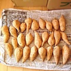 送料込み❗️完全無農薬野菜 宮崎県産 黄金千貫 規格外品のサムネイル